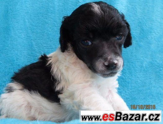 Pudl toy/trpasličí s PP - pejsek Harwy Tiny Harlekin – fotografie 1