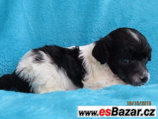 Pudl toy/trpasličí s PP - pejsek Harwy Tiny Harlekin – fotografie 2
