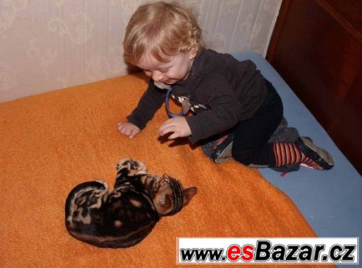 Bengálská kočka – fotografie 2