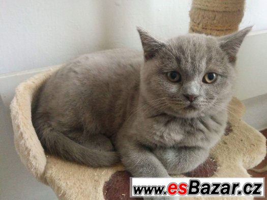 Britská krémová koťata – fotografie 3