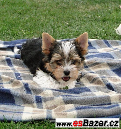 Jorkšírský terrier biewer s PP – fotografie 3