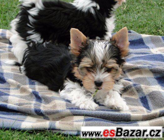 Jorkšírský terrier biewer s PP – fotografie 4