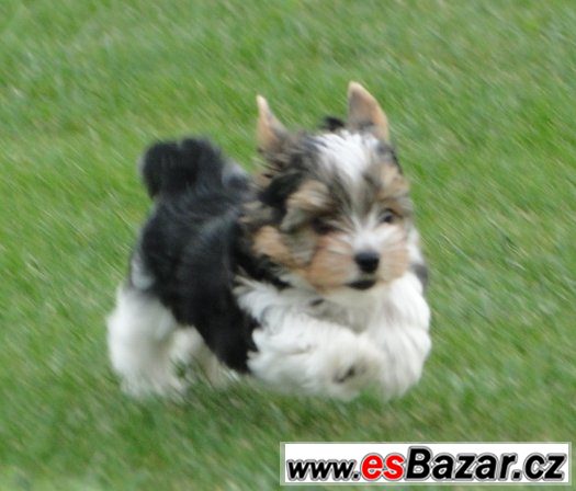 Jorkšírský terrier biewer s PP – fotografie 5