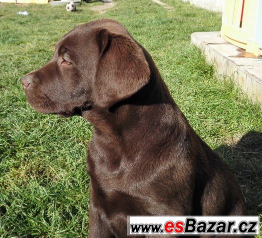 Čokoládový labrador s PP – fotografie 1