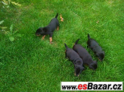 Jagdteriér-štěňata – fotografie 3
