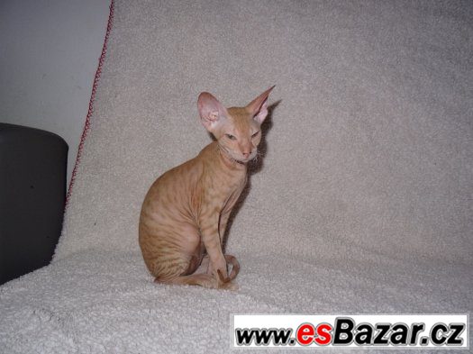 SPHYNX (DON SPHYNX) BEZ PP – fotografie 1