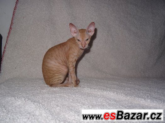 SPHYNX (DON SPHYNX) BEZ PP – fotografie 3