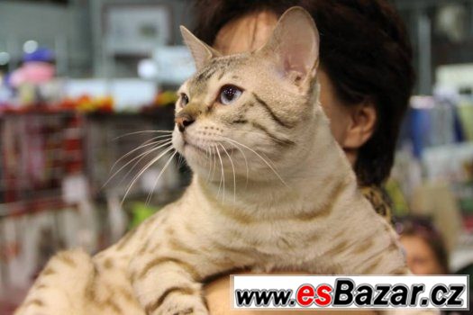 bengalske kote – fotografie 1