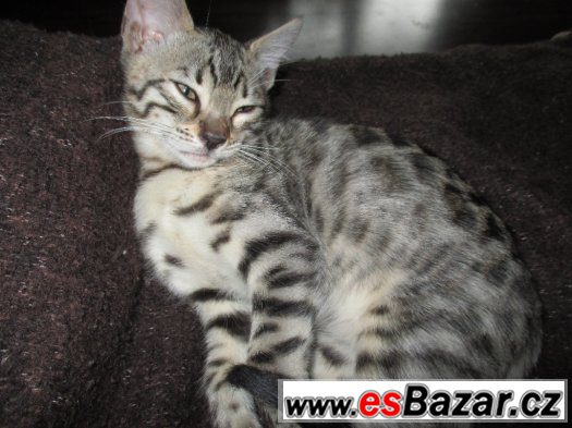 bengalske kote – fotografie 3