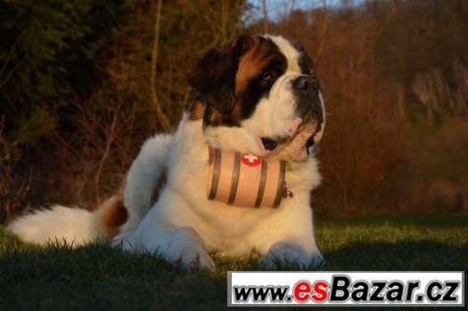 Bernardýn s PP – fotografie 5