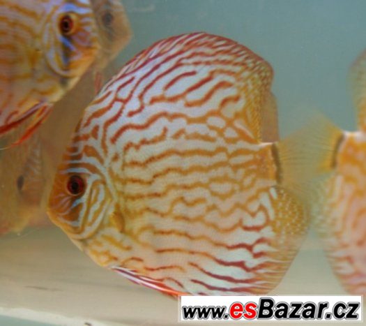 Discus-red tyrkys-mladí terčovci, dospělé-levně – fotografie 1