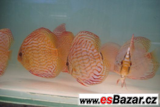 Discus-red tyrkys-mladí terčovci, dospělé-levně – fotografie 3