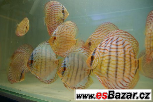 Discus-red tyrkys-mladí terčovci, dospělé-levně – fotografie 4