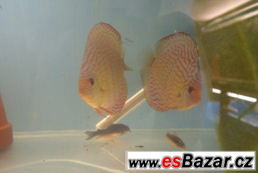 Discus-red tyrkys-mladí terčovci, dospělé-levně – fotografie 5