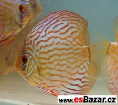Discus-red tyrkys-mladí terčovci, dospělé-levně