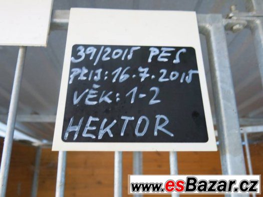 Hektor z útulku hledá domov – fotografie 5