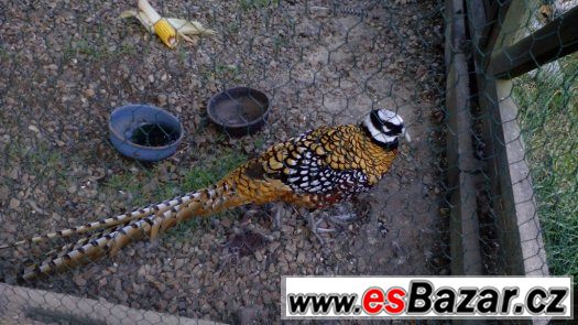 Bažant královský – fotografie 1