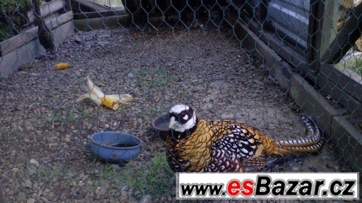 Bažant královský – fotografie 3