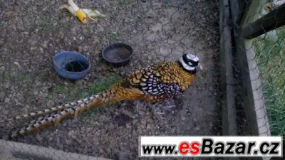 Bažant královský