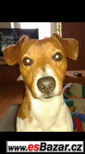 Daruji Jack Russella – fotografie 1