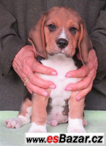 Beagle - bígl s PP – fotografie 1
