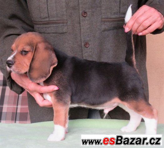 Beagle - bígl s PP – fotografie 2