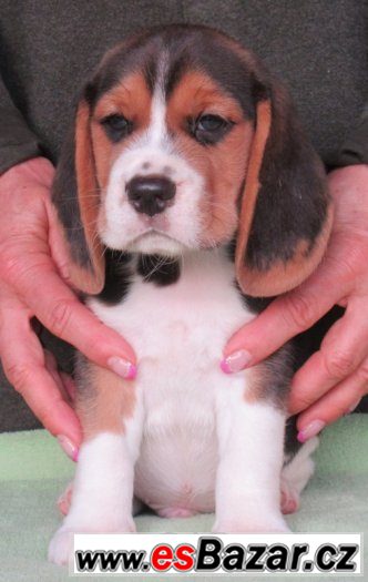 Beagle - bígl s PP – fotografie 4