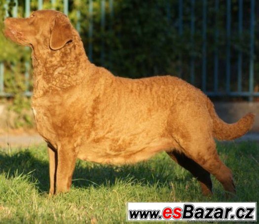 Chesapeake Bay Retriever s PP – fotografie 1