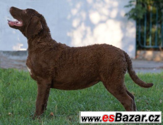 Chesapeake Bay Retriever s PP – fotografie 2