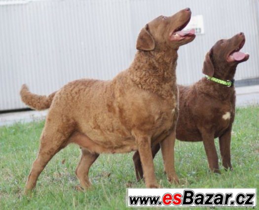 Chesapeake Bay Retriever s PP – fotografie 3