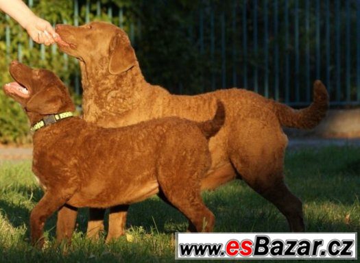 Chesapeake Bay Retriever s PP – fotografie 4