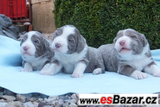 Bearded collie - štěnata s PP – fotografie 1