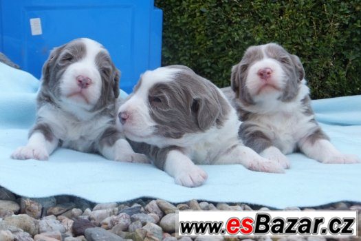 Bearded collie - štěnata s PP – fotografie 2