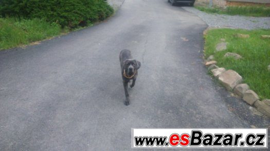 Prodám fenu Cane corzo – fotografie 1