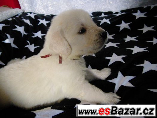 Golden retriever - s PP – fotografie 4