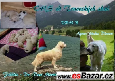 Golden retriever - s PP