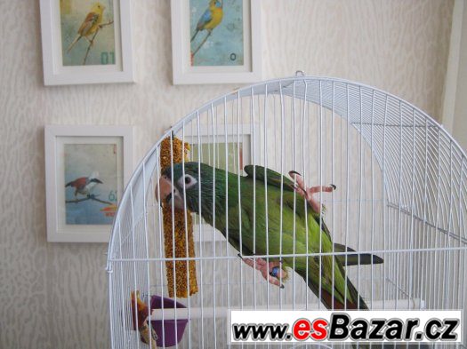 Aratinga dlouhoocasý – fotografie 2