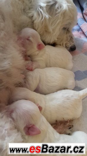 Coton de Tuléar Štěňátka – fotografie 1