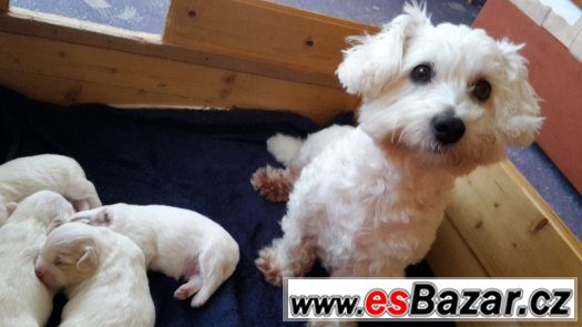 Coton de Tuléar Štěňátka – fotografie 2