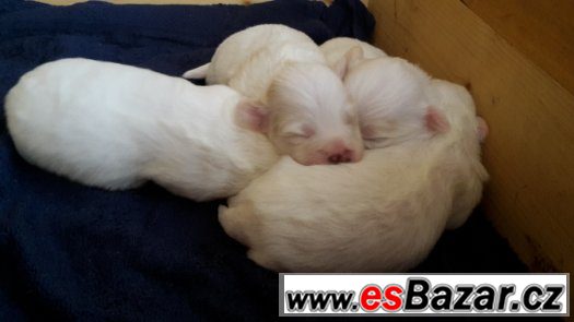 Coton de Tuléar Štěňátka – fotografie 3