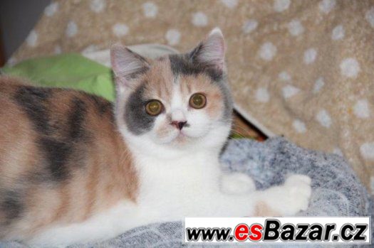 Britské kočičky s PP – fotografie 1