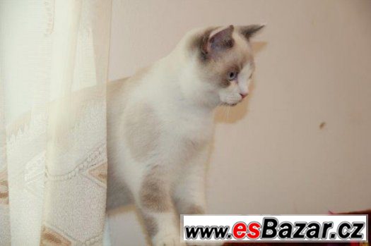Britský kocourek s PP – fotografie 3