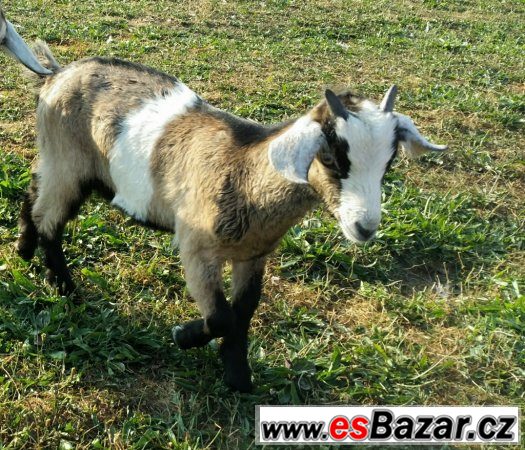 50 % AN kozlici ze šesterčat – fotografie 1