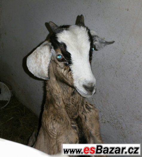 50 % AN kozlici ze šesterčat – fotografie 2