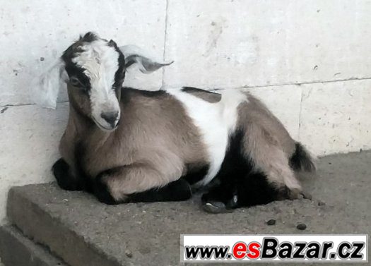 50 % AN kozlici ze šesterčat – fotografie 3
