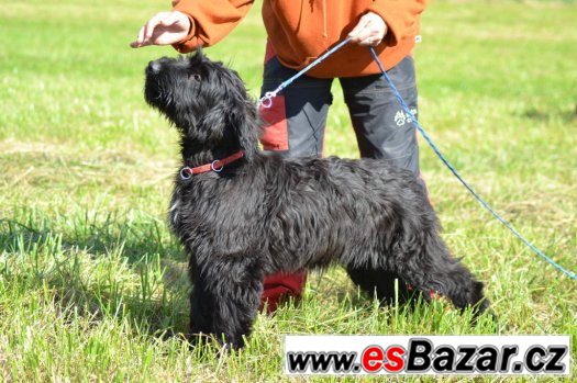 briard- poslední černá fenka – fotografie 2