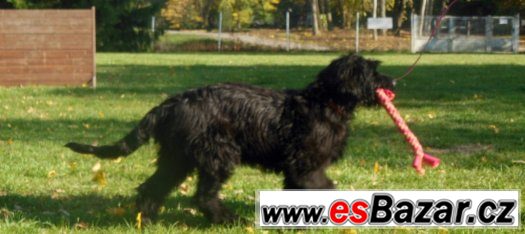 briard- poslední černá fenka – fotografie 4