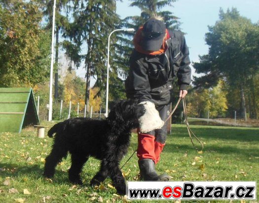briard- poslední černá fenka – fotografie 5