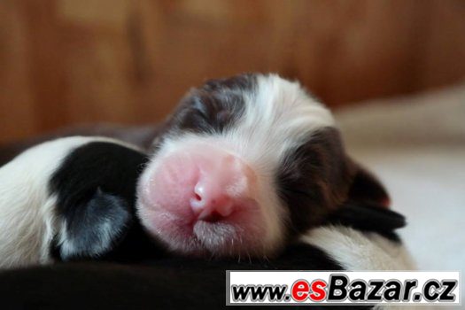 Bearded collie / kolie – fotografie 1