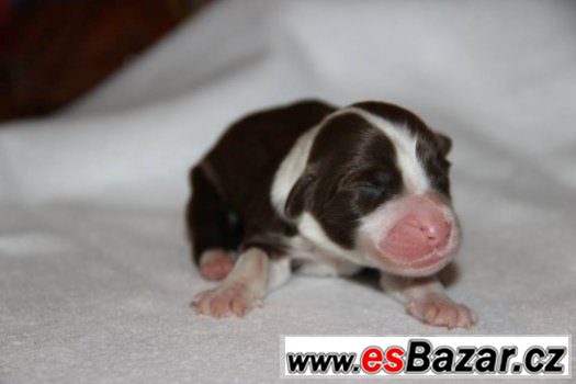 Bearded collie / kolie – fotografie 3